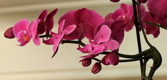 Consejos para comprar orquídeas saludables