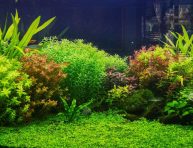 imagen Las Mejores plantas acuáticas para Aquascaping