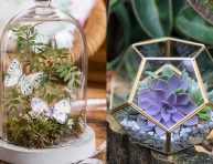 imagen Estupendas plantas en terrarios
