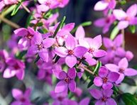 imagen Cómo cultivar arbustos de Boronia