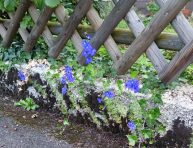 imagen Hermosas flores azules para tu jardín