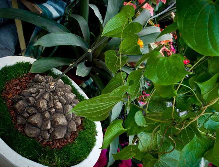 Cuidados de la planta tortuga