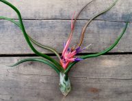 imagen Cómo cultivar la Tillandsia bulbosa