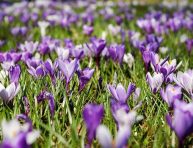 imagen Bulbos para jardines de rocas