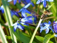 imagen Conoce cuatro hermosas variedades de Scilla