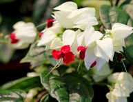 imagen Plantas perennes de sombra parcial que florecen en verano