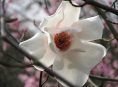 imagen Conoce a la Magnolia salicifolia (magnolia de anís)