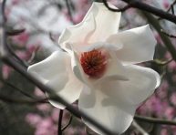 imagen Conoce a la Magnolia salicifolia (magnolia de anís)