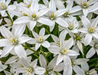 imagen Cómo plantar, cuidar y cultivar Ornithogalum