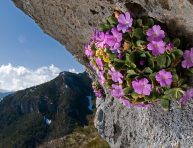 imagen 3 variedades de prímulas para tu jardín