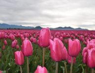 imagen 3 tipos de tulipanes que vuelven cada año