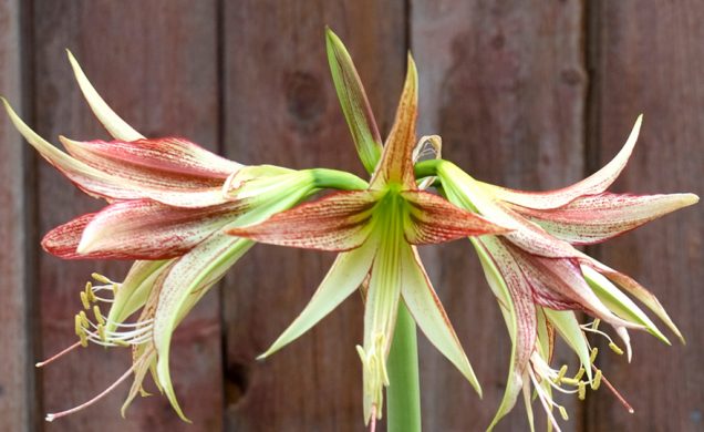 Descubre a la exótica Cybister Amaryllis