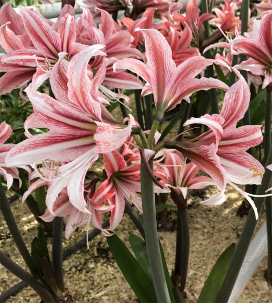 Descubre a la exótica Cybister Amaryllis