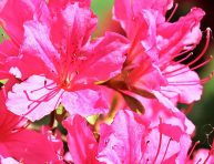 imagen Helechos para acompañar azaleas y rododendros en el jardín
