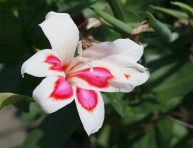 imagen Descubre las impresionantes flores del Gladiolus ‘Elvira’