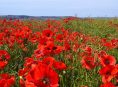 imagen 3 tipos de amapolas encantadoras