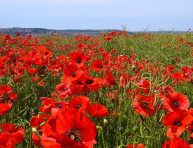 imagen 3 tipos de amapolas encantadoras