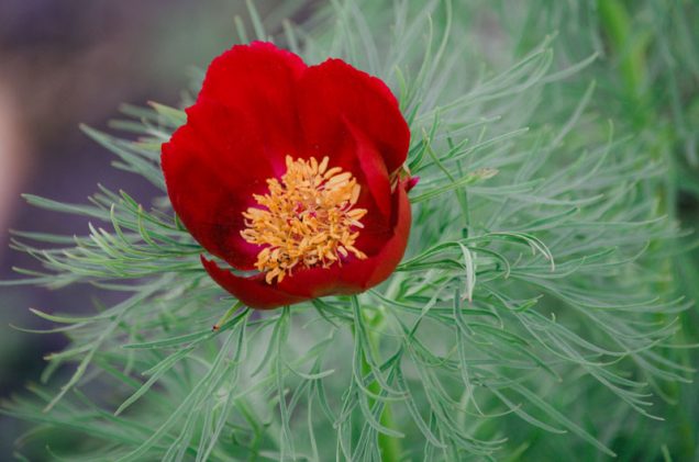 Conoce a la Peonía hoja de helecho (paeonia tenuifolia)