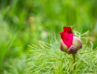 imagen Conoce a la Peonía hoja de helecho (paeonia tenuifolia)