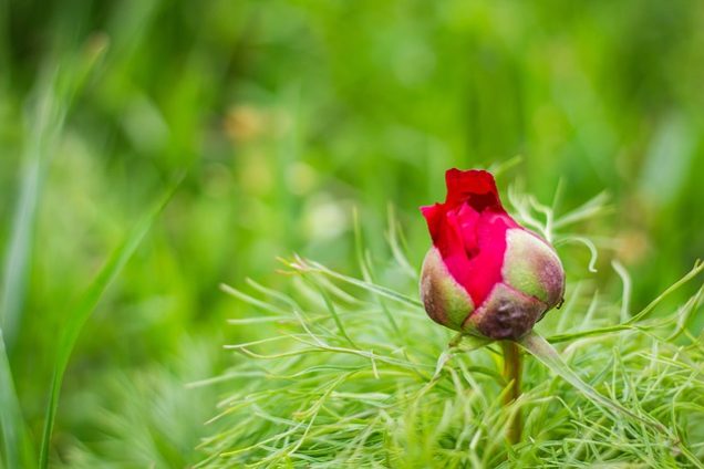 Conoce a la Peonía hoja de helecho (paeonia tenuifolia)