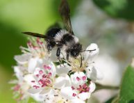 imagen Conoce a la Aronia melanocarpa