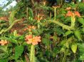 imagen Flor de petardo (Crossandra infundibuliformis)
