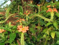 imagen Flor de petardo (Crossandra infundibuliformis)