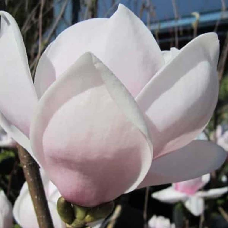 9 variedades de Magnolia que deberías conocer