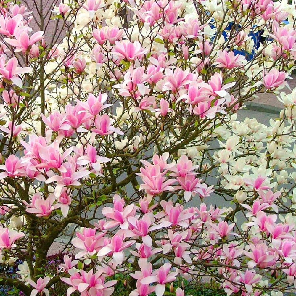9 variedades de Magnolia que deberías conocer