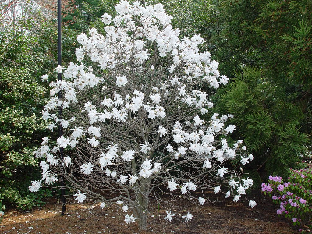 9 variedades de Magnolia que deberías conocer