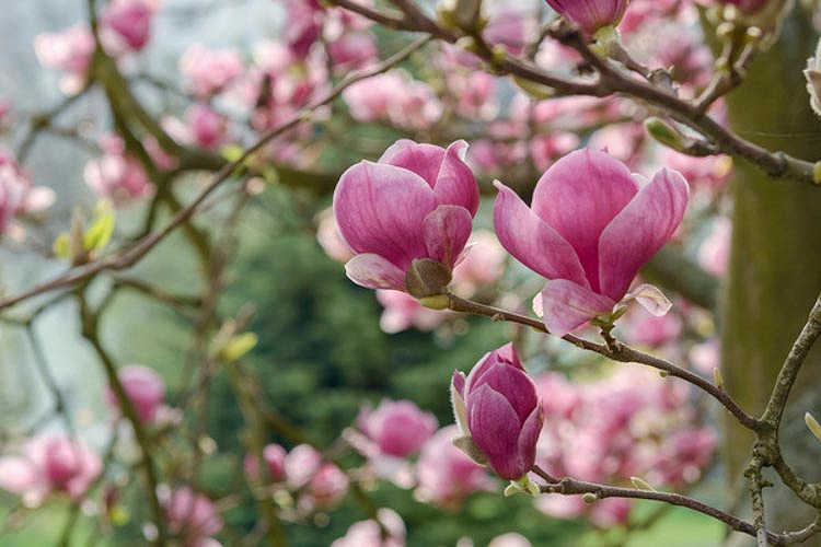 9 variedades de Magnolia que deberías conocer