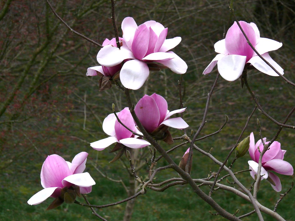 9 variedades de Magnolia que deberías conocer