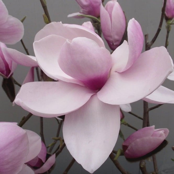 9 variedades de Magnolia que deberías conocer