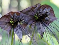 imagen Cómo cultivar y cuidar la flor de murciélago (Tacca chantrieri)