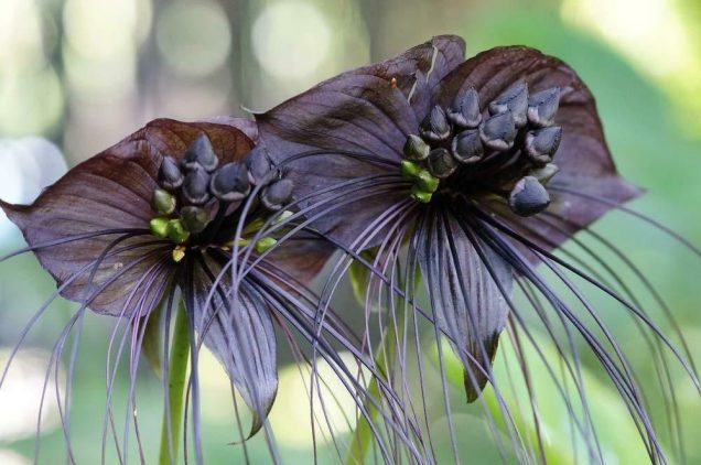 Cómo cultivar y cuidar la flor de murciélago (Tacca chantrieri)