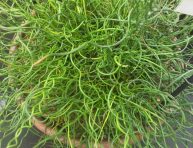 imagen Planta sacacorchos (Juncus effusus ‘spiralis’)