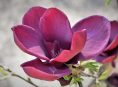 imagen 9 variedades de Magnolia que deberías conocer