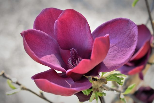 9 variedades de Magnolia que deberías conocer