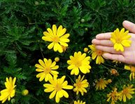 imagen Cuidados de la margarita amarilla (Euryops pectinatus)