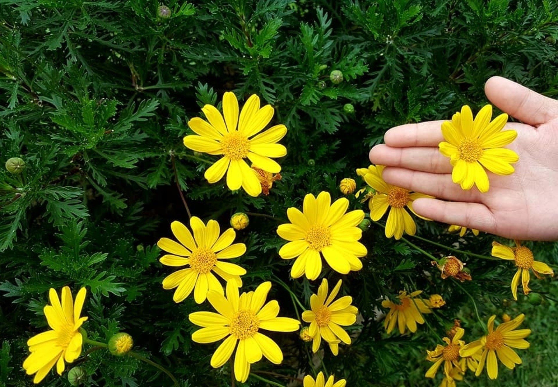 Cuidados de la margarita amarilla (Euryops pectinatus)