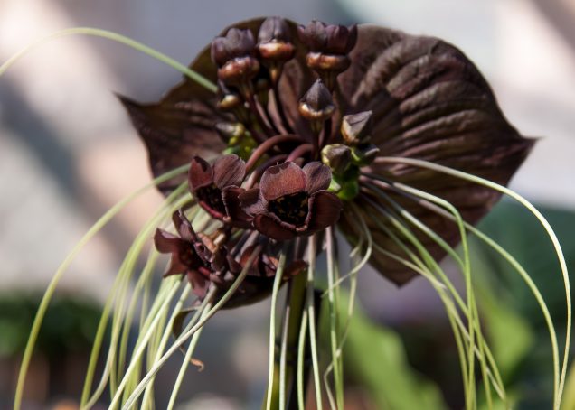 Cómo cultivar y cuidar la flor de murciélago (Tacca chantrieri)