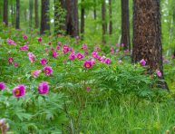 imagen Las 5 mejores plantas de bosque