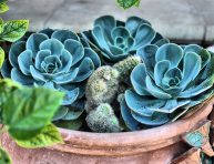 imagen Plantas para la terraza