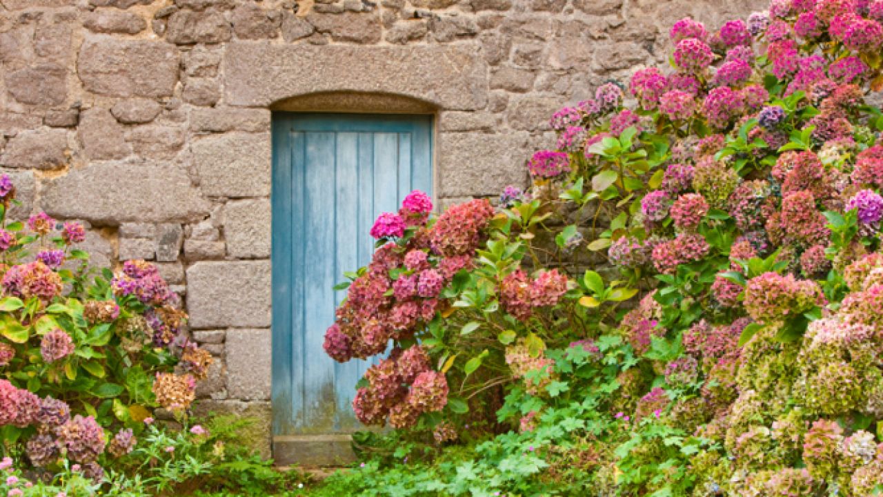 Las mejores plantas para cultivar en el muro de tu jardín