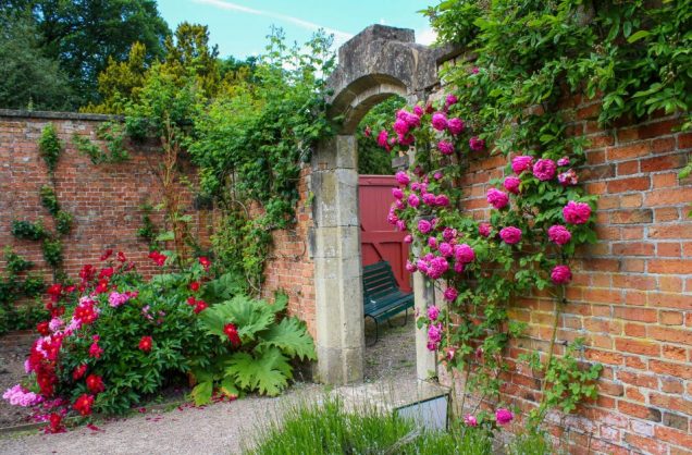 Las mejores plantas para cultivar en el muro de tu jardín