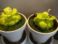 imagen Combate las plagas de tus plantas con la Pinguicula Tina