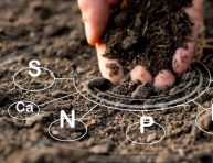 imagen Tipos de suelo: determina qué crecerá mejor en tu jardín