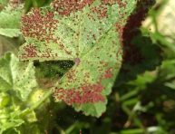 imagen ¿Cómo detectar y tratar los ácaros en las plantas de interior?