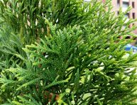 imagen Cómo cultivar y cuidar al árbol de la vida o Thuja