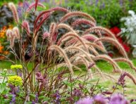 imagen 5 tipos de plantas ornamentales para tu jardín
